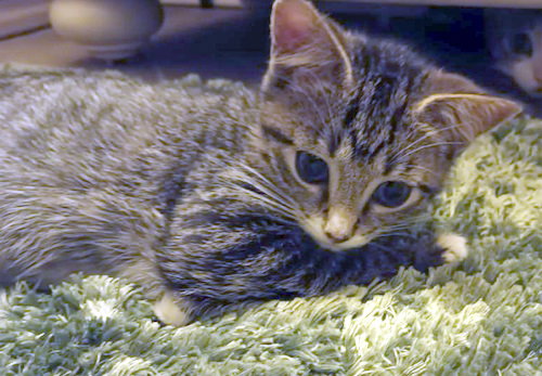 Beasti - Petsmart Plantation Foster Home Image
