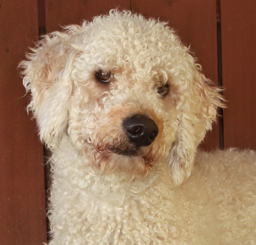 WILLOW - Poodle (Standard) available for adoption
