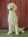 Willow - Photo 2