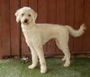 Willow - Photo 3