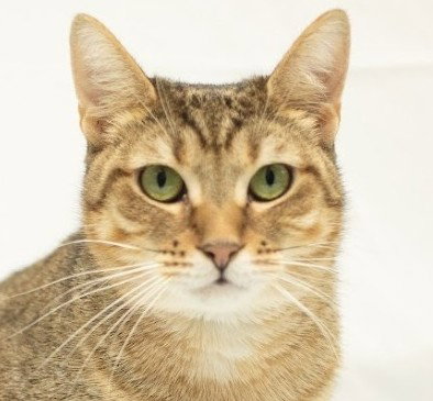 Jolene Image