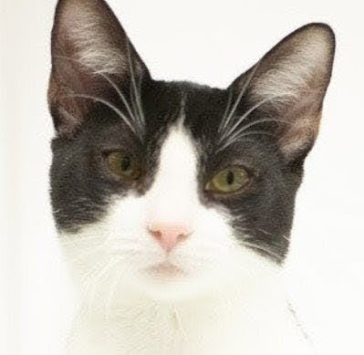 Sebastian, Young American Shorthair / Mixed (short coat), cat for adoption in Miami Beach, Florida