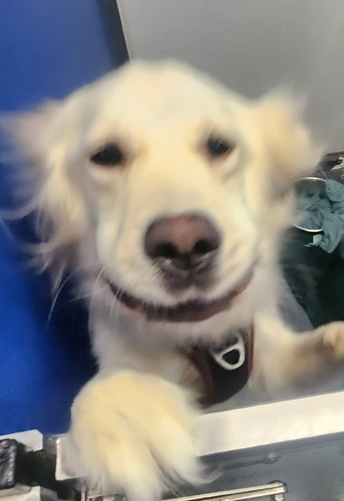 CHANNEL - Golden Retriever available for adoption