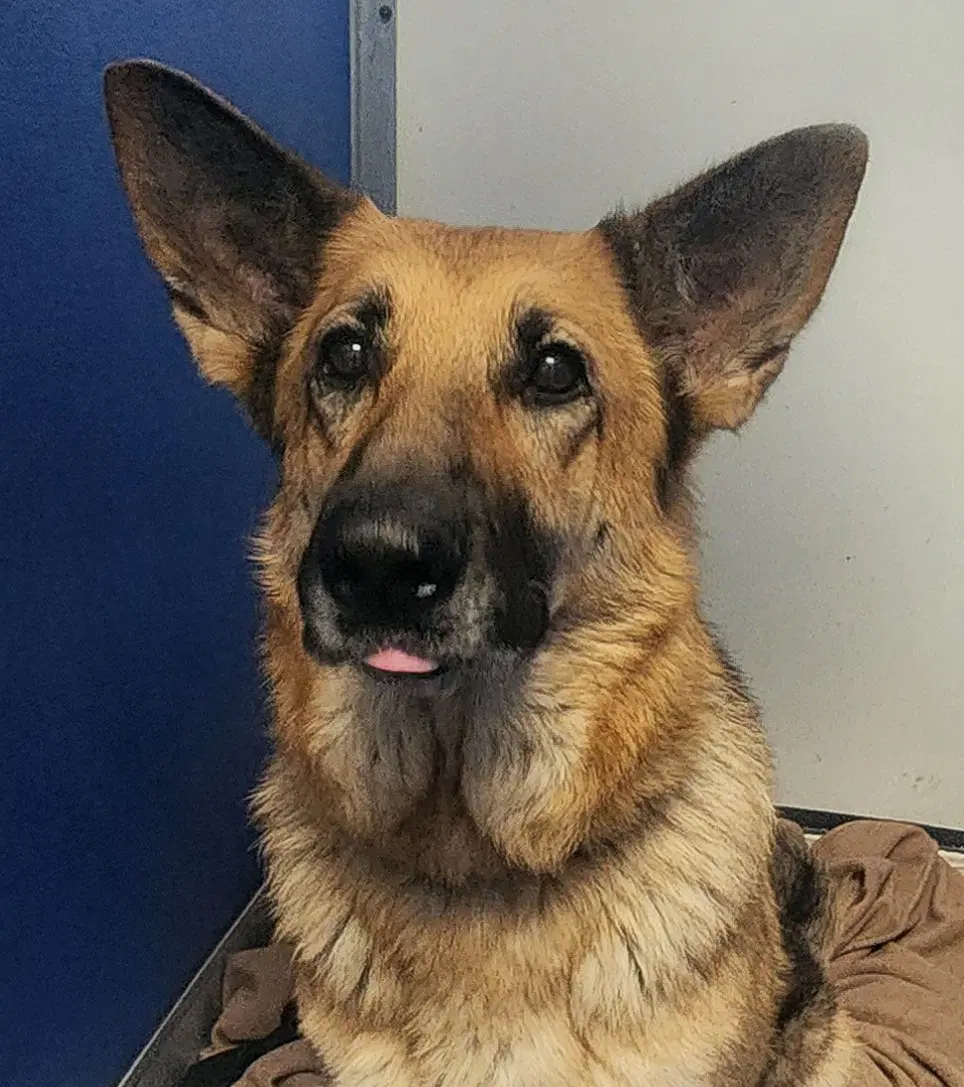 Candy - German Shepherd Dog