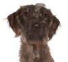 Simba - Photo 1