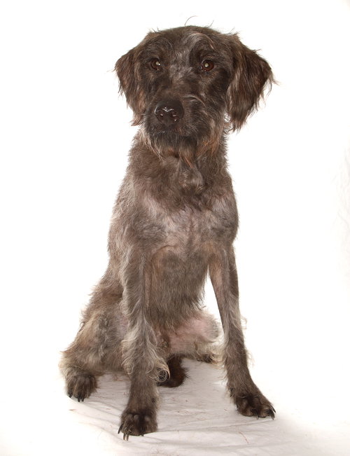 SIMBA - Poodle (Miniature) available for adoption