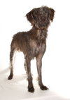 Simba - Photo 3