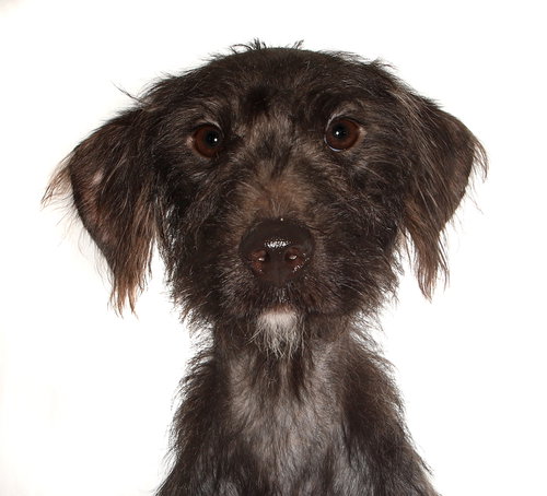TRIXIE - Poodle (Miniature) available for adoption