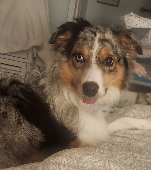 LUNA - Australian Shepherd available for adoption