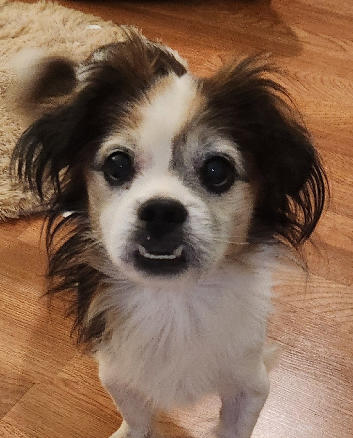 Tibetan Spaniel