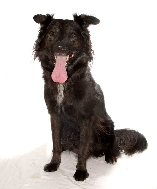 BYRON - Border Collie available for adoption