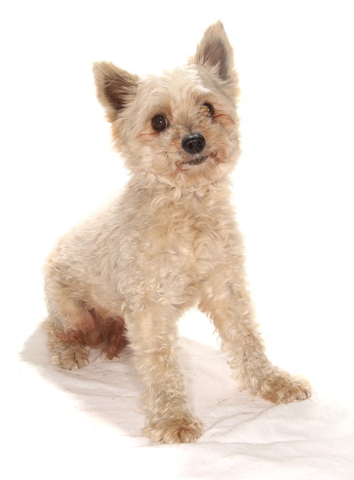 MONKEY - Terrier available for adoption
