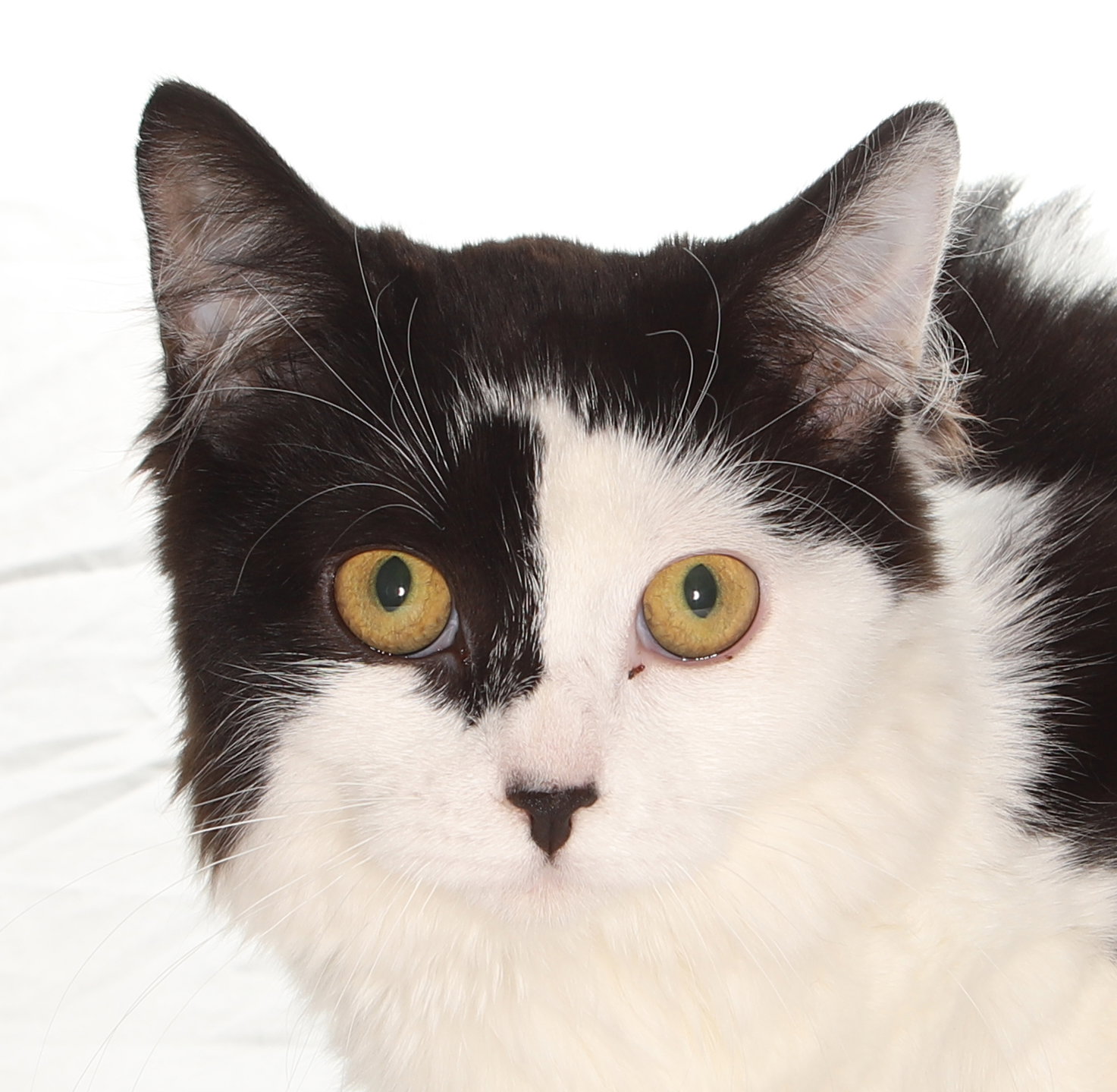 Jenny Image