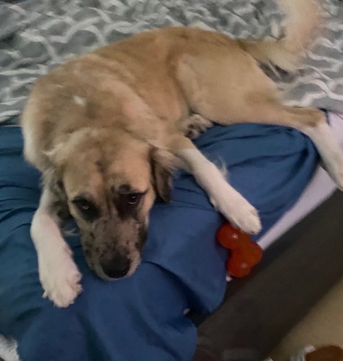 PORCHE - Golden Retriever / Australian Shepherd available for adoption