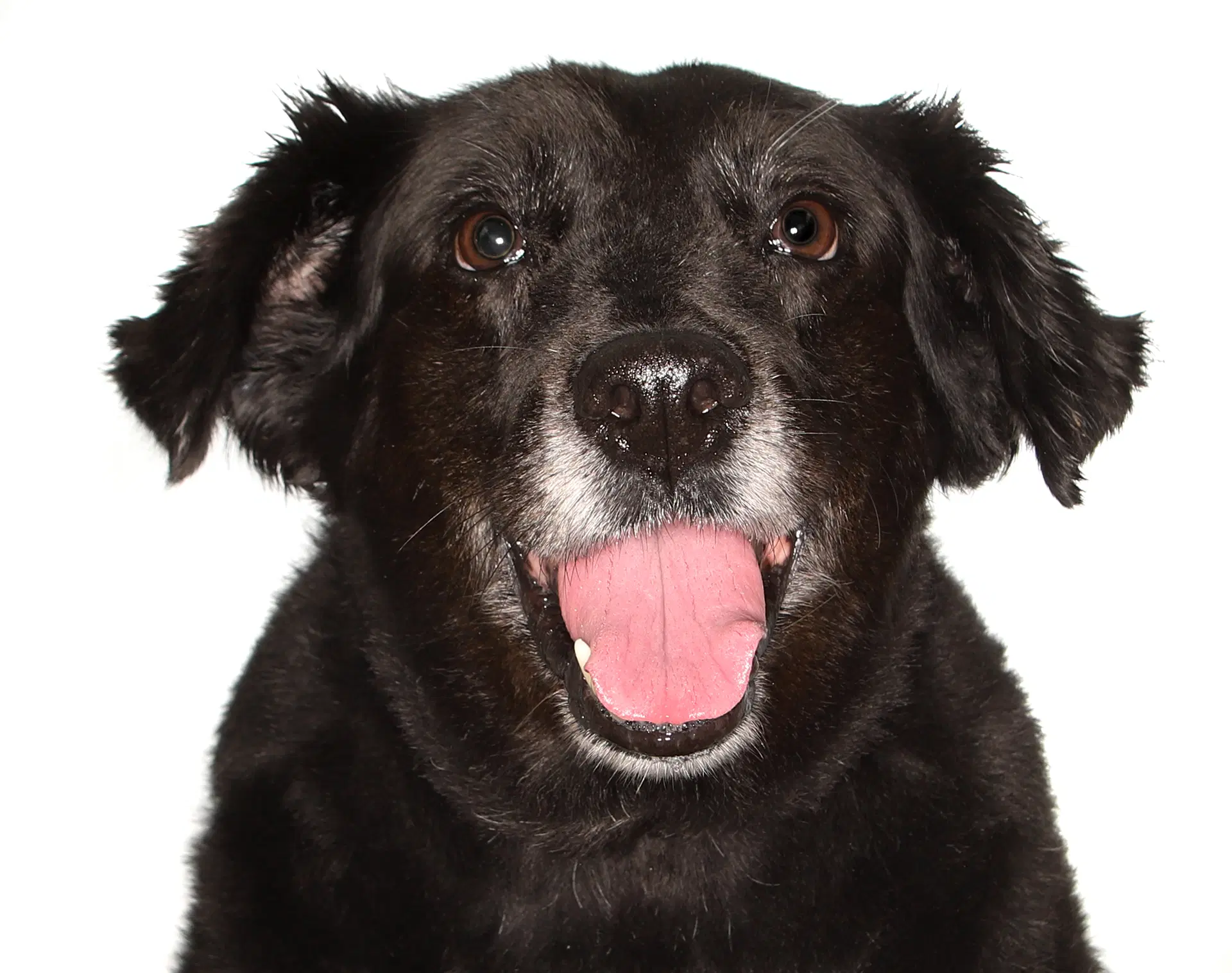 Katrina - Border Collie
