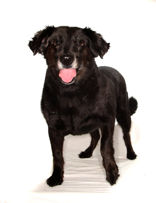 KATRINA - Border Collie available for adoption