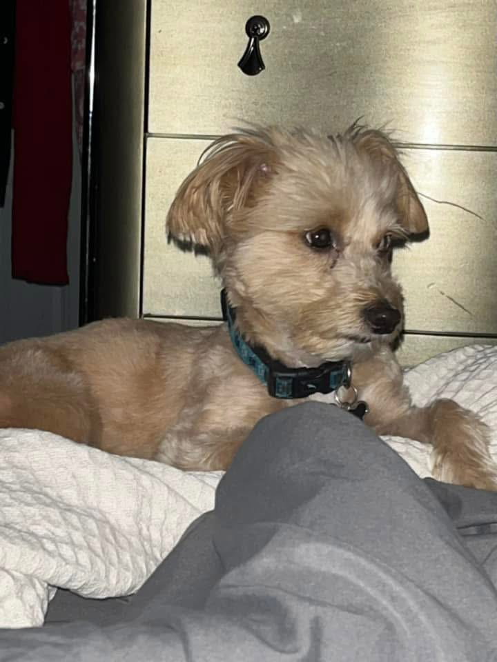 Teddy