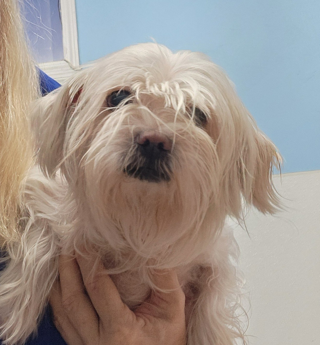 Maltese
