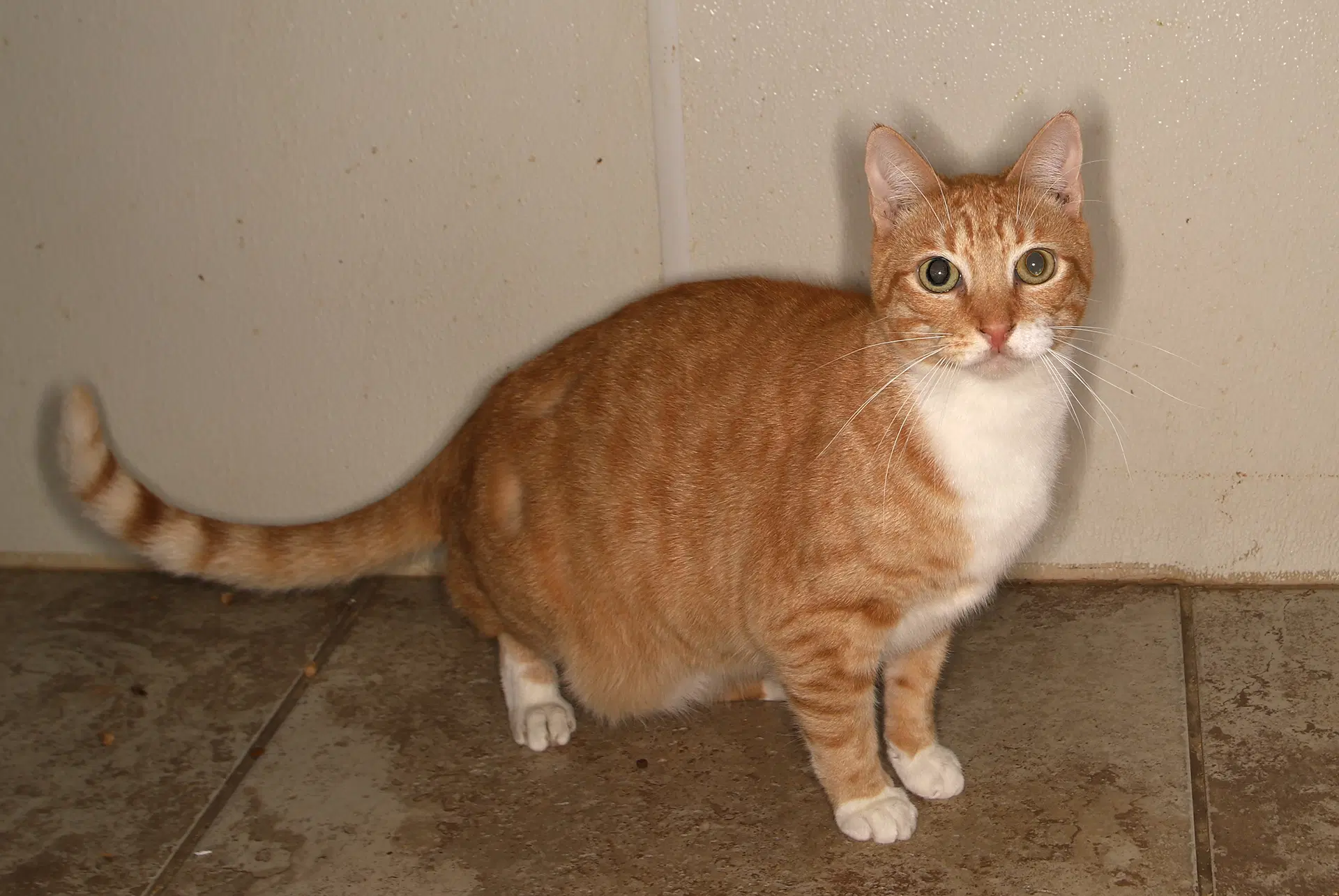 Dominic Center - Tabby