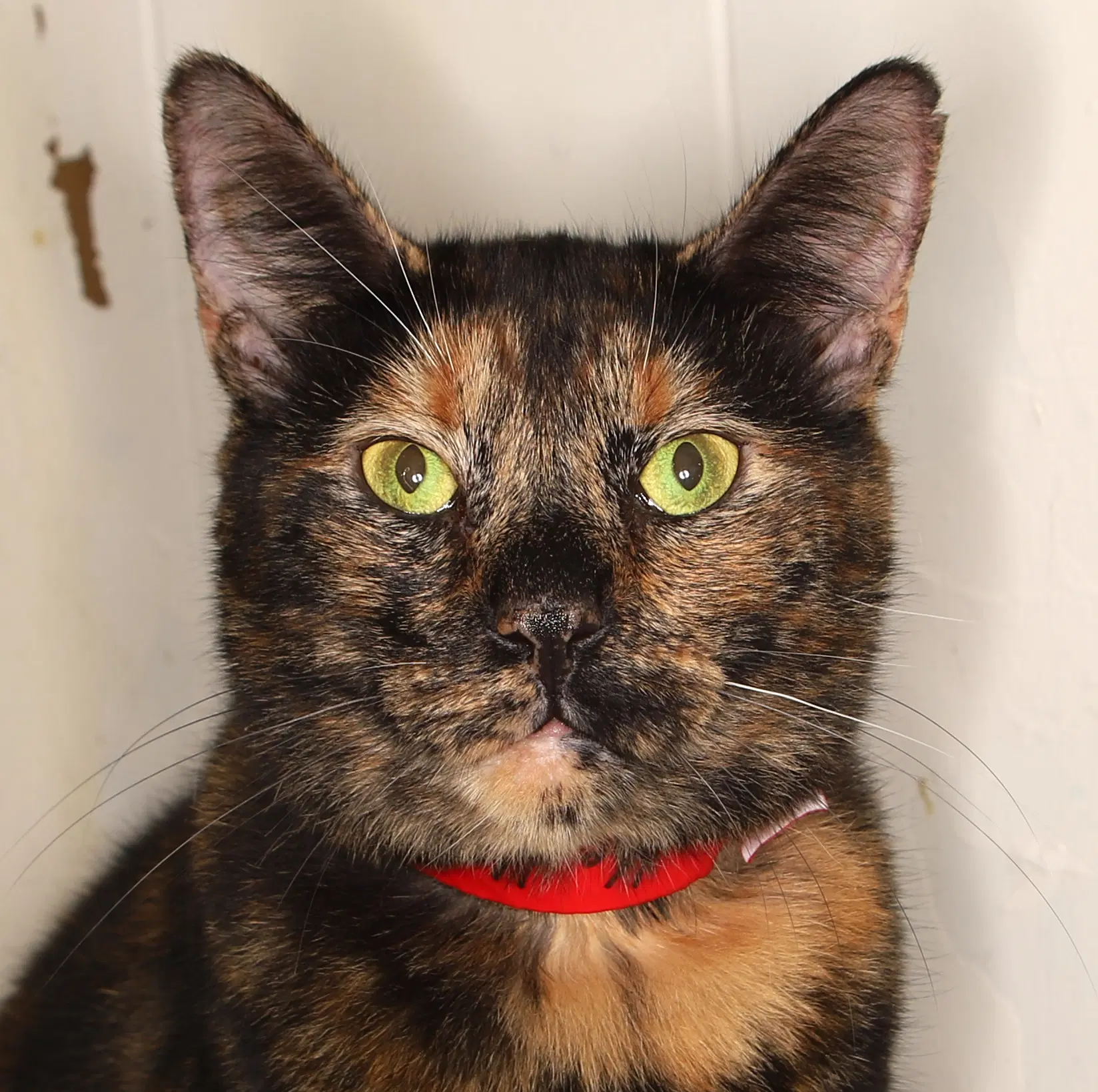 Kelly Psa - Tortoiseshell