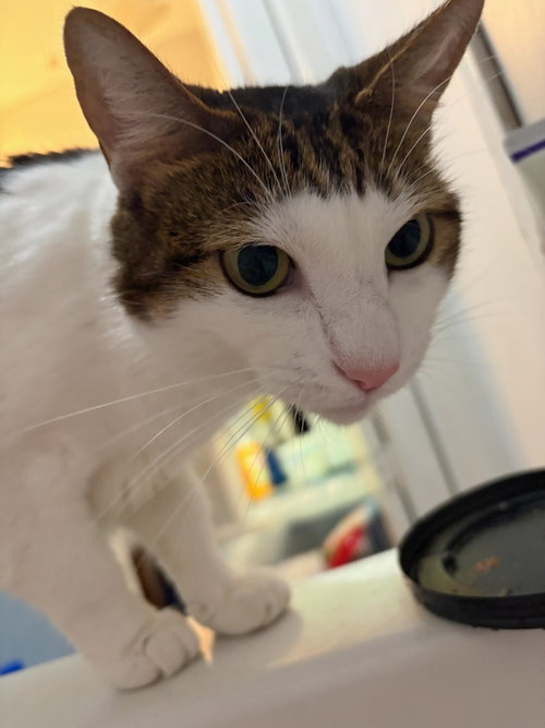 Happy center foster, an adoptable Tabby in Oakland Park, FL
