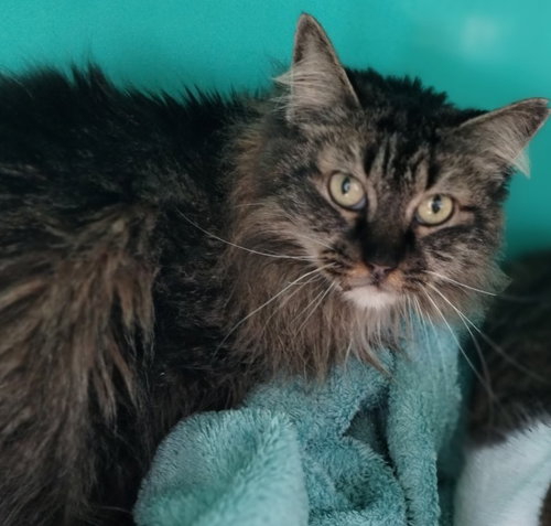 Noni center, an adoptable Tabby in Oakland Park, FL