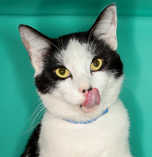 Melvin center, an adoptable Domestic Short Hair in Oakland Park, FL