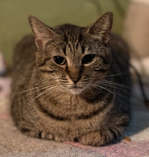 Rosie PSP, an adoptable American Shorthair in Oakland Park, FL