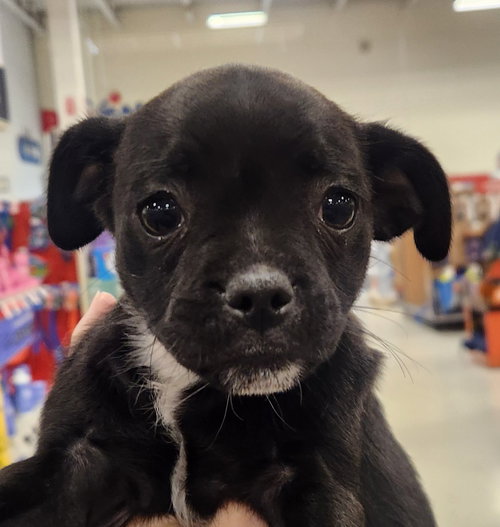 HEARTS - Pug available for adoption