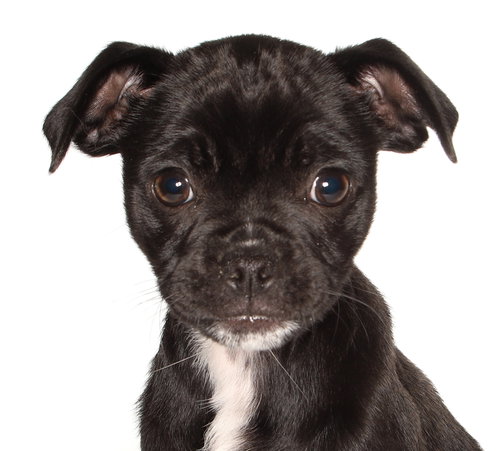 picture of the dog needing adoption
