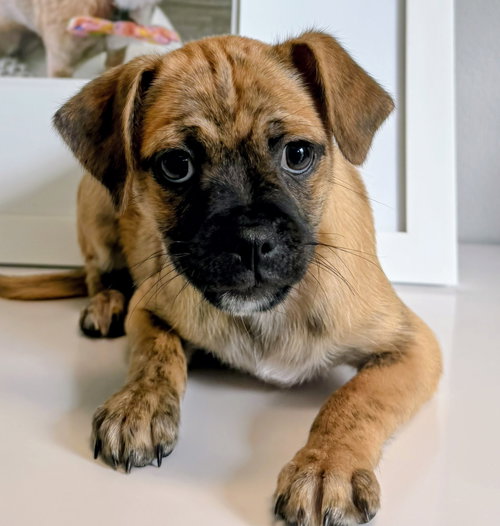 picture of the dog needing adoption