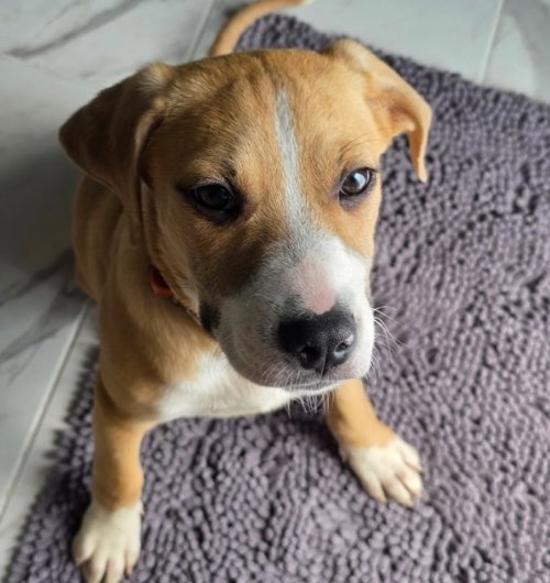 picture of the dog needing adoption