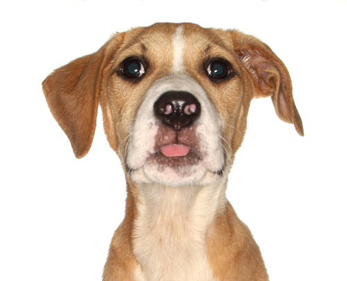 Louis, an adoptable Yellow Labrador Retriever in Oakland Park, FL