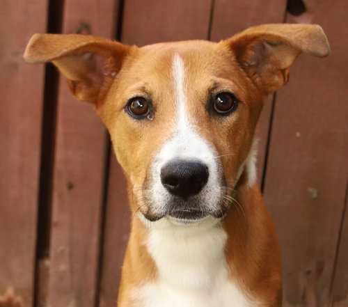 Laudie, an adoptable Yellow Labrador Retriever in Oakland Park, FL
