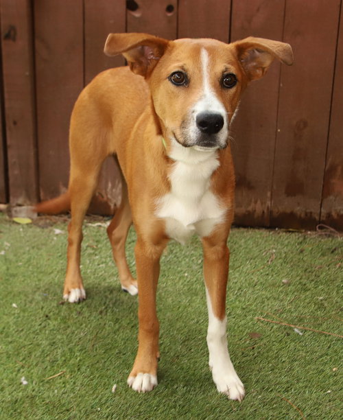 LAUDIE - Yellow Labrador Retriever available for adoption