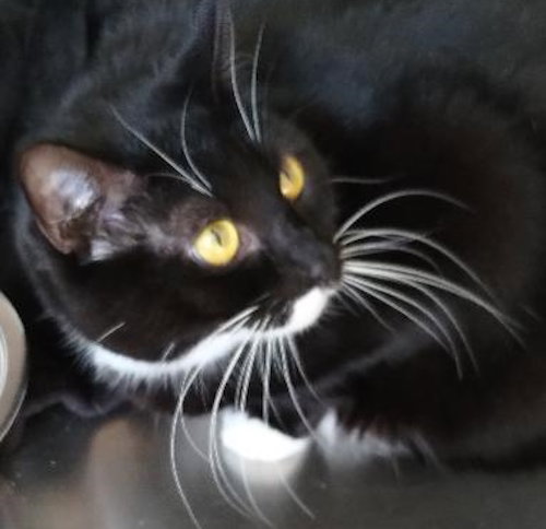 Genny - Center, an adoptable Domestic Short Hair in Oakland Park, FL