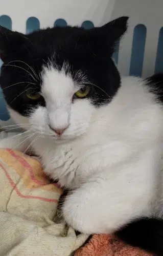 Simone - Center - Domestic Short Hair