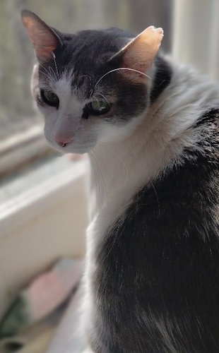 MARTIN - Domestic Short Hair available for adoption
