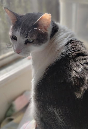 MARTIN - Domestic Short Hair available for adoption