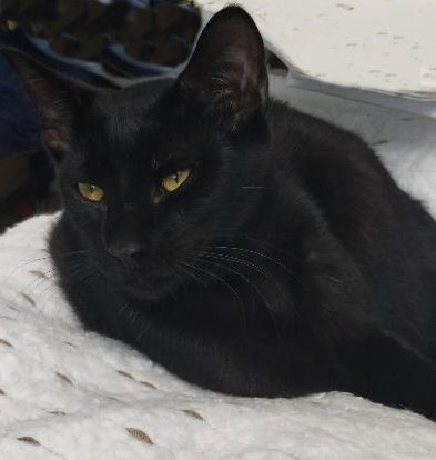 Coal - PSP, an adoptable Domestic Short Hair in Oakland Park, FL