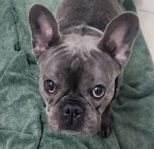 Darby, an adoptable French Bulldog in Oakland Park, FL