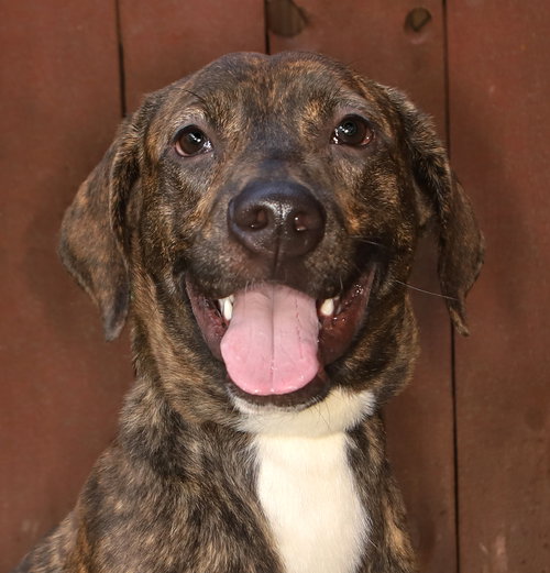 picture of the dog needing adoption