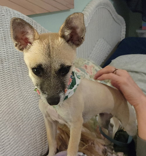 picture of the dog needing adoption