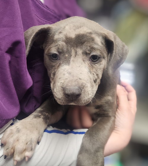 picture of the dog needing adoption