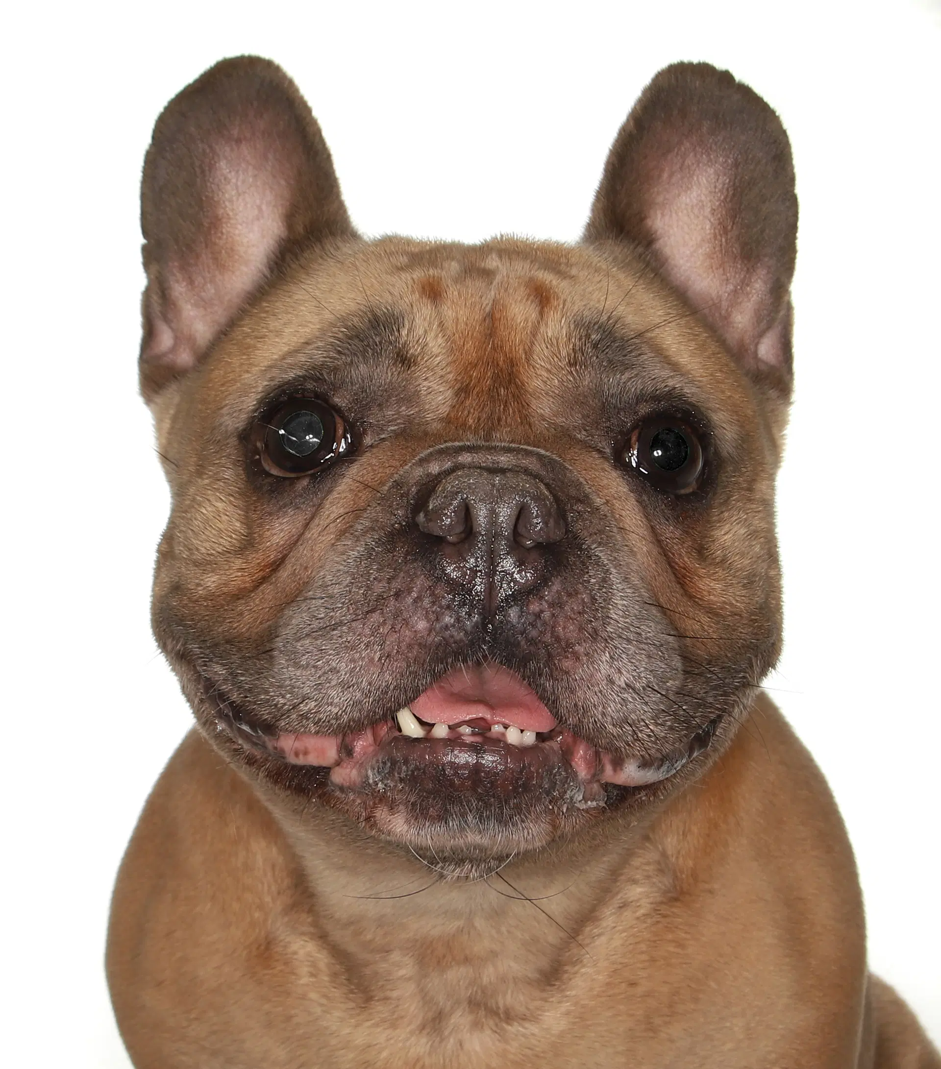Fiona - French Bulldog