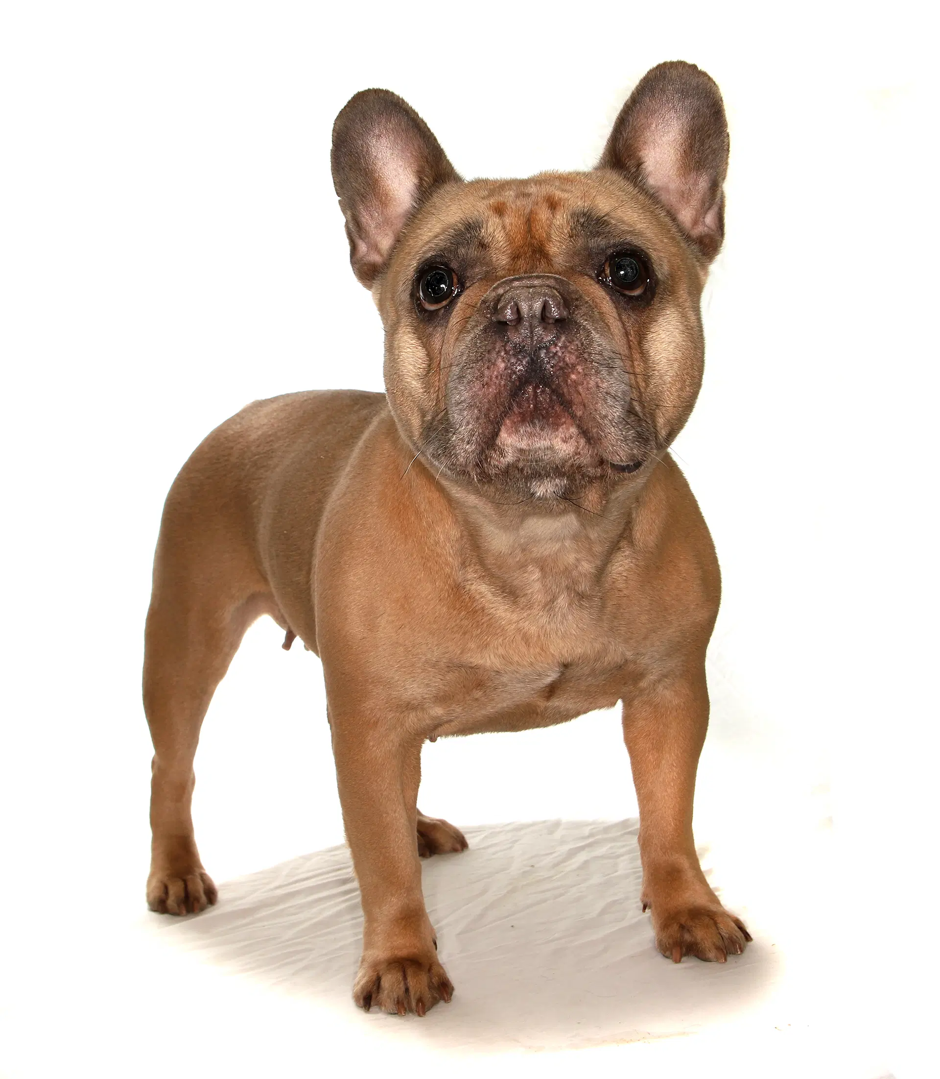 Fiona image 3