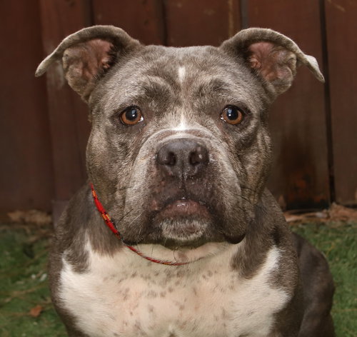 Rosie, an adoptable Pit Bull Terrier in Oakland Park, FL