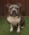 Rosie - Photo 2