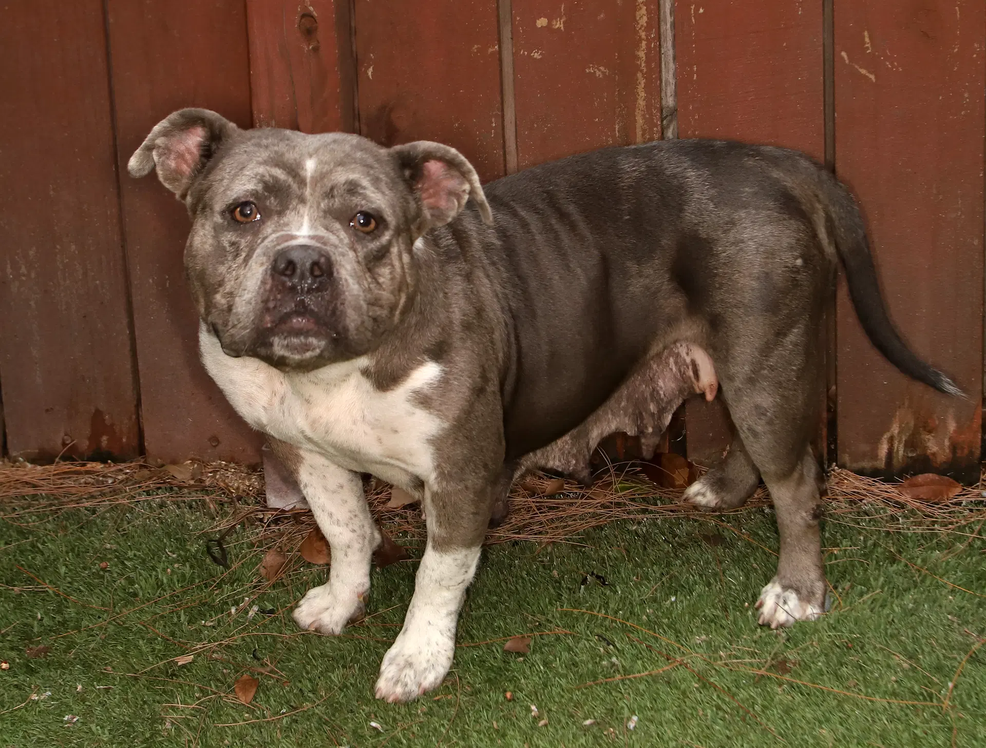 Rosie image 3
