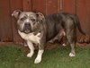 Rosie - Photo 3